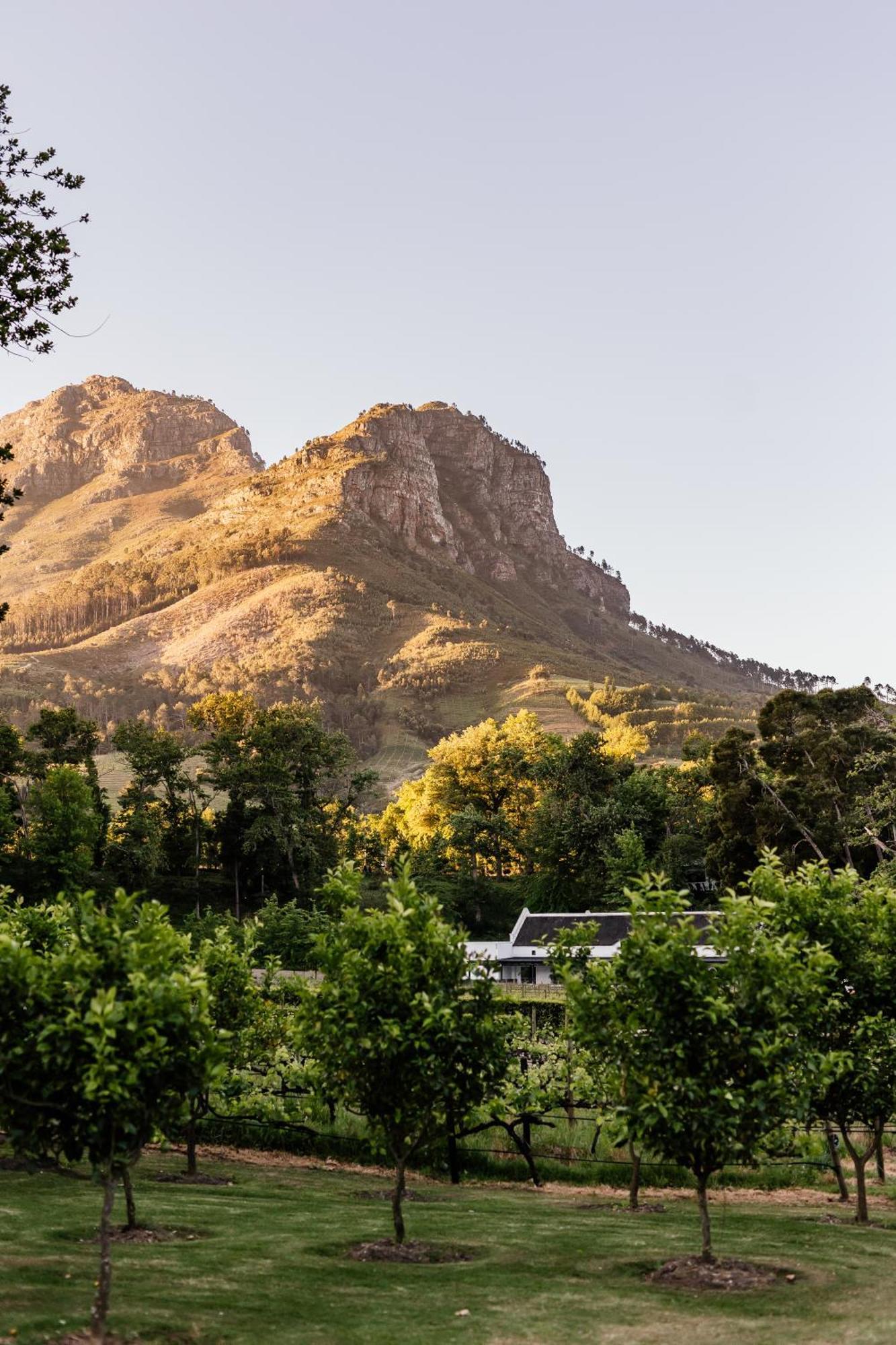 Molenvliet Vineyards Hotel Stellenbosch Eksteriør billede